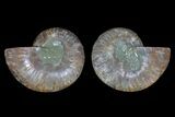 Agate Replaced Ammonite Fossil - Madagascar #166863-1